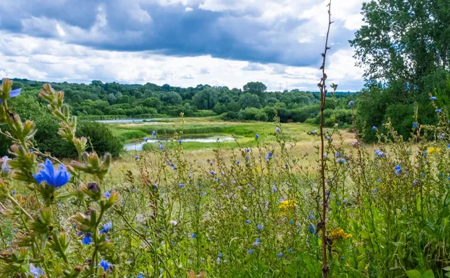 sandwell nature